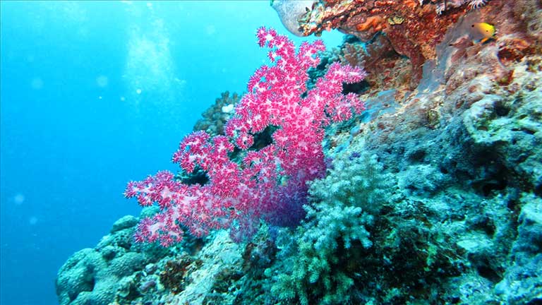 Pink soft Corals
