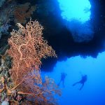 Large Coral Fan with Scuba Divers