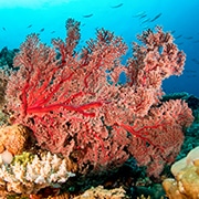 Soft Red Corals