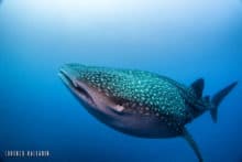 Whale Shark from Far Northern Dive Expedition.