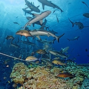 The North Horn Shark Dive