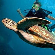 Diver with Sea Turtle