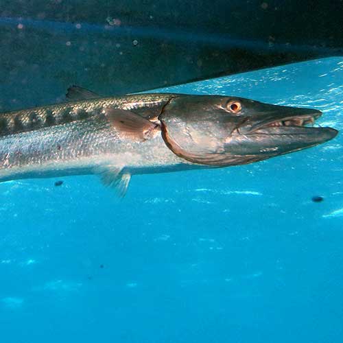 Giant Barracuda under the boat.