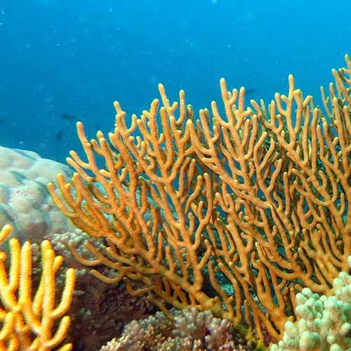 Beautiful Corals.