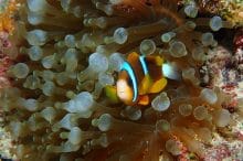 Anemone-fish swimming in Anemone