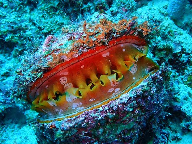 Flame File Shell.