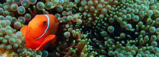 Anemone Fish and Anemone