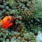Anemone Fish and Anemone