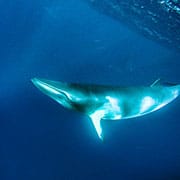 Dwarf Minke Whale on Ribbon Reefs from Cairns
