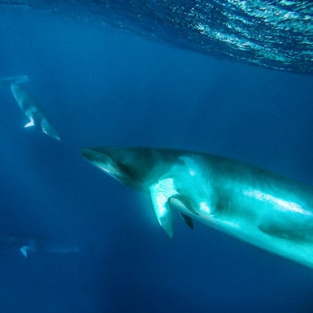 Dwarf Minke whale in diving shallow near water surface