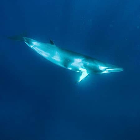 A Dwarf Minke Whale