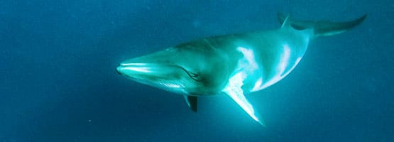 Dwarf Minke Whale photographed on the Ribbon Reefs from Cairns.