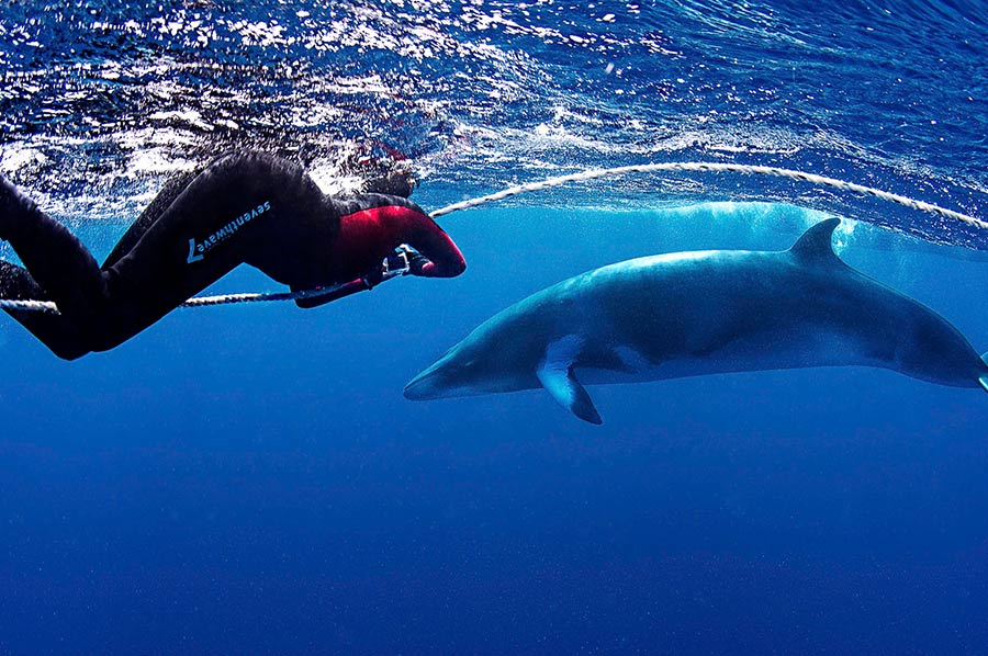 Snorkeling with Dwarf Minke Whale on the Great Barrier Reef