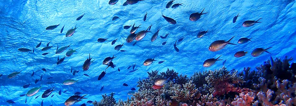 Reef Fish and Coral Diving