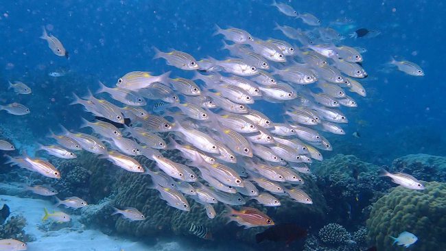 Schooling reef Fish