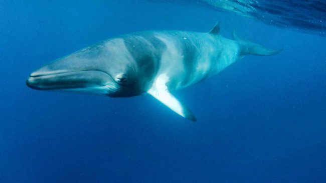 Dwarf Minke Whale swimming.