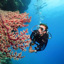 scuba-diver-at-agincourt-reef