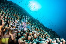 Lion-Fish on the Ribbon Reef -09 Dive Site Monolith