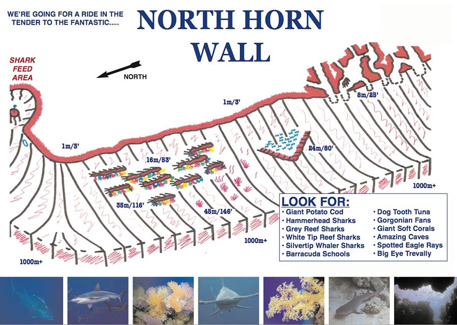 Dive Site - North Horn Wall at Osprey Reef