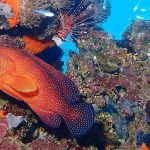 Red Coral Cod with a Lionfish