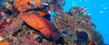 Red Coral Cod with a Lionfish