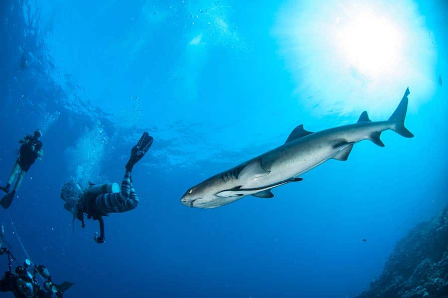 Diver & White Tip Reef Shark