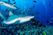 Greywhaler Reef Sharks at North Horn Dive Site Osprey Reef