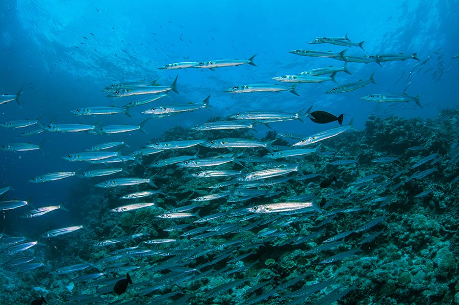Schooling Barracuda Fish