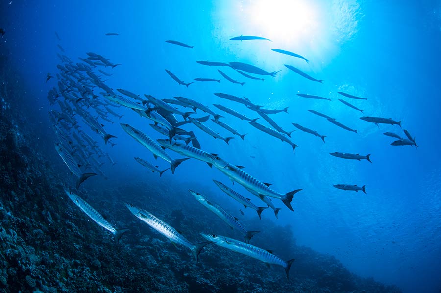Bougainville Reef Schooling Barracuda
