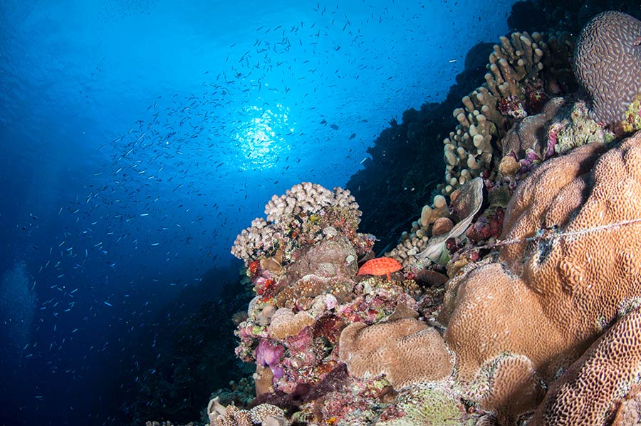 Bougainville Reef Coral Trout