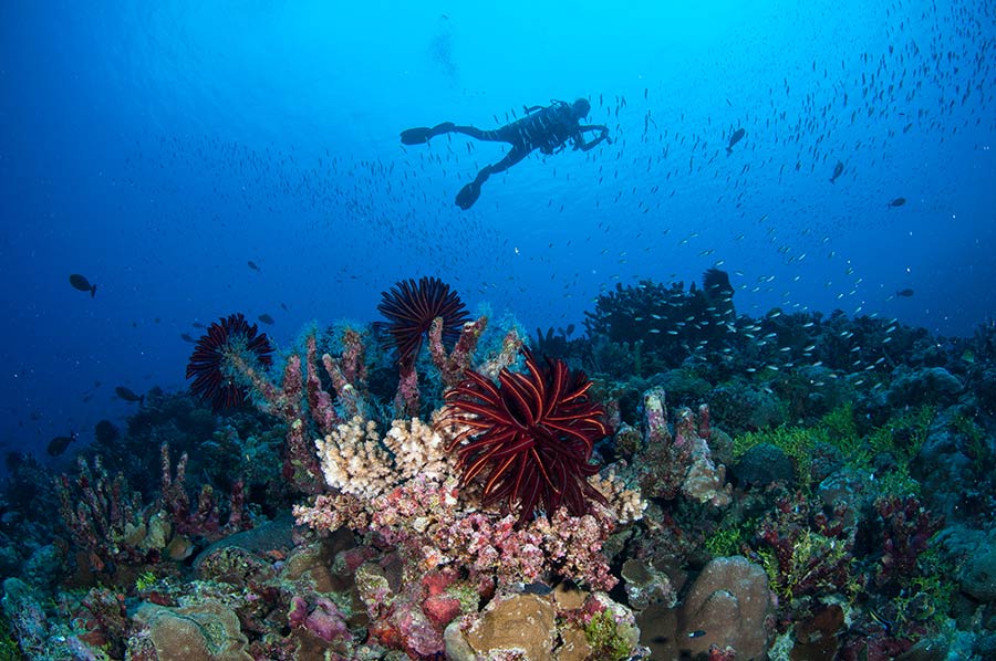 Bougainville Reef Diver and Coral