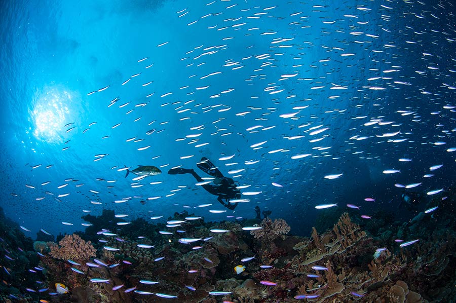 Bougainville Reef & Scuba Diver