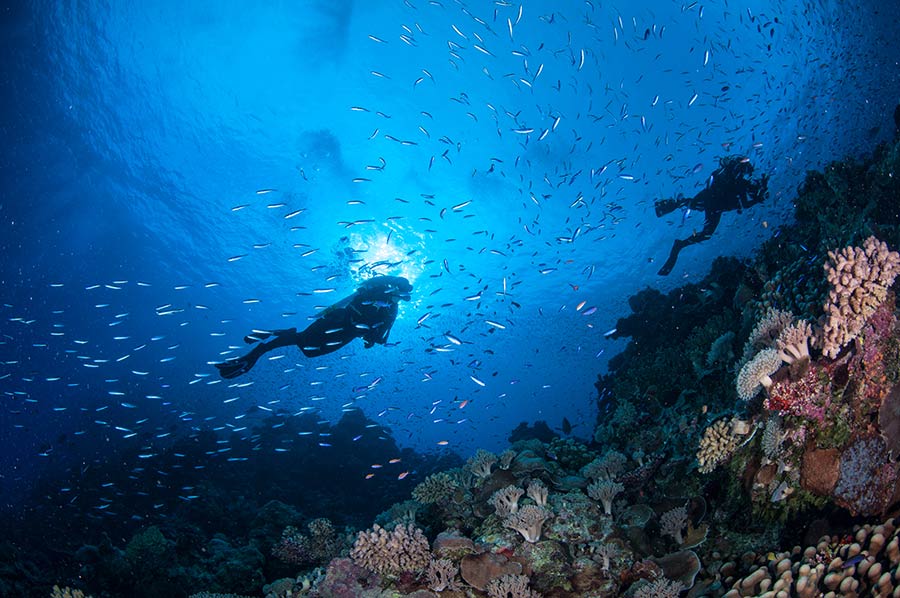 Divers at Bougainville Reef