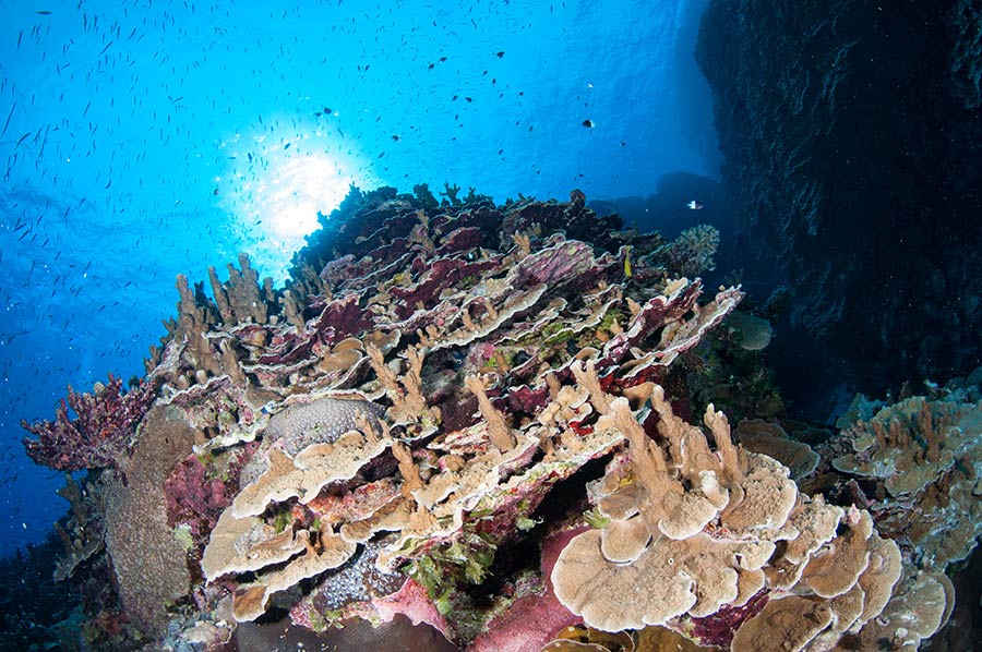 Bougainville Reef - Dive Site Second Offence