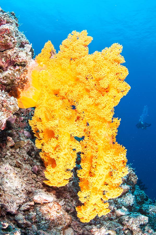 Bright Yellow Soft Coral at Osprey Reef
