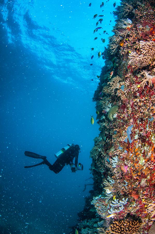Scuba Diver on Coral Wall