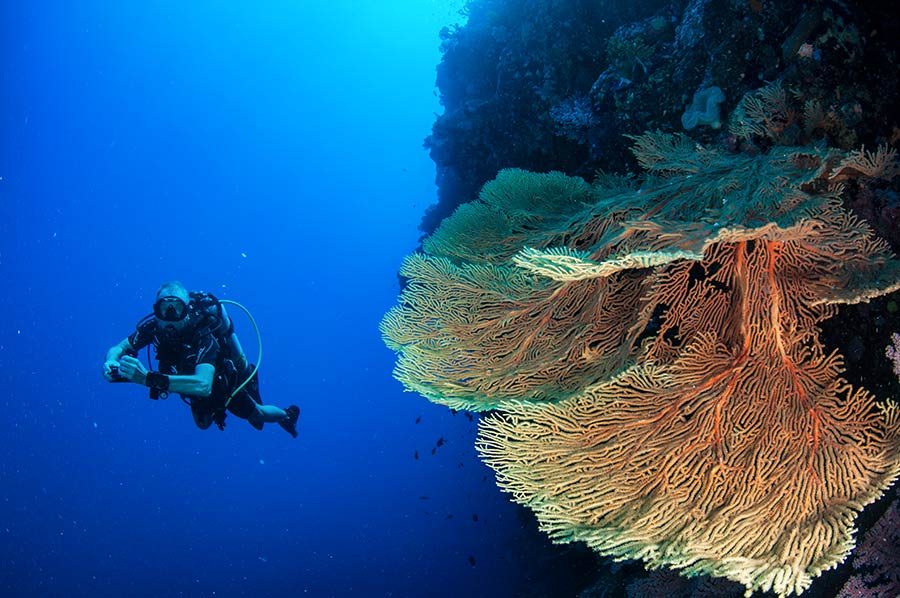 Scuba Diver & Giant Yellow Seafan