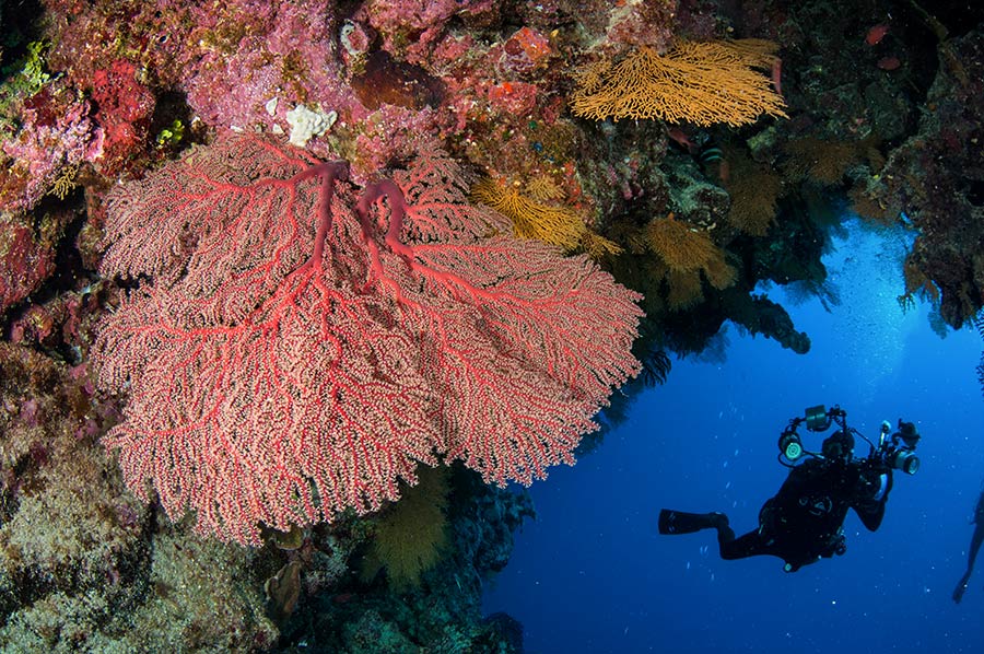 Diver Giant Pink Seafan at Osprey Reef