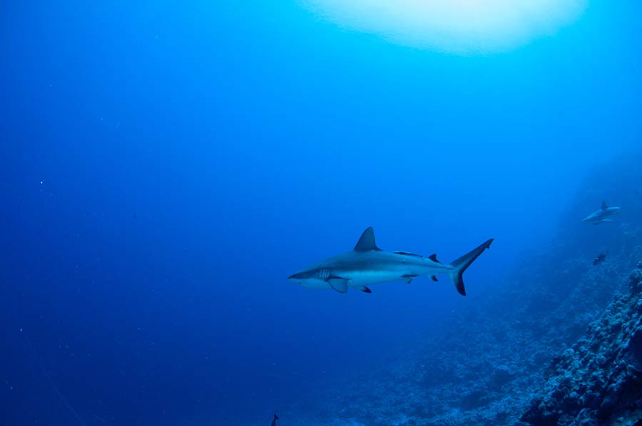 Greywhaler Reef Shark