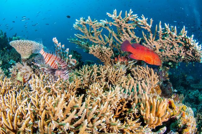Bright healthy Coral, LionFish and Coral Cod at Pixie Pinnacle Dive Site