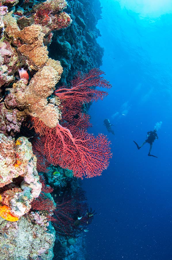Red Seafan and Scuba Diver at Osprey Reef
