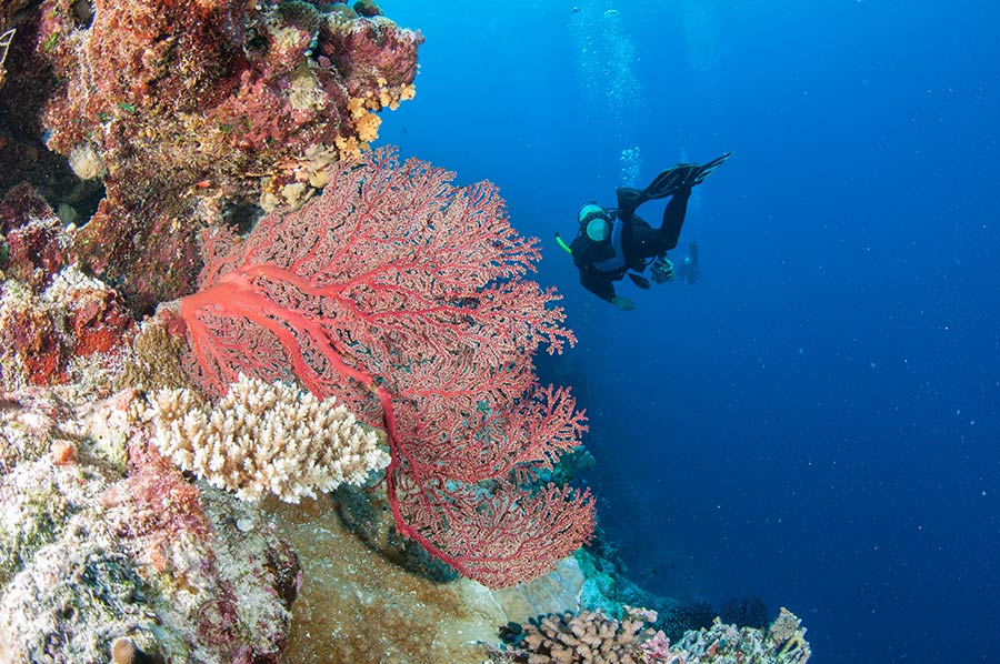 Red Seafan and Scuba Diver at Osprey Reef