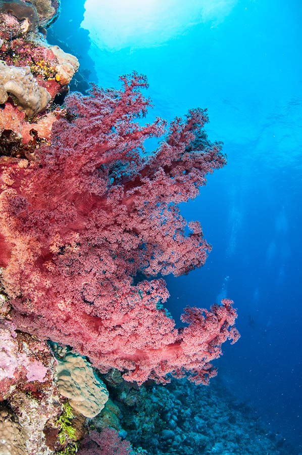 Giant Red Soft Corals