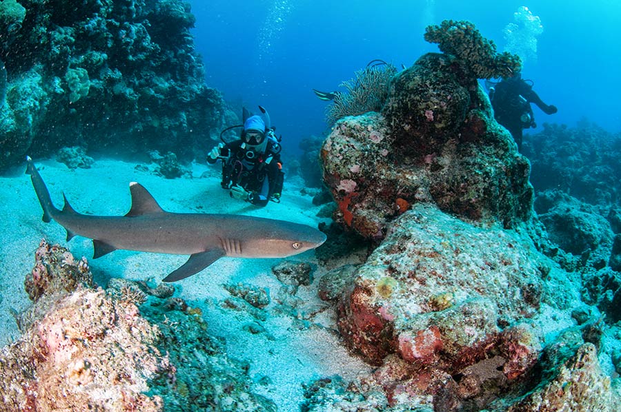 Scuba Diver & White Tip Reef Shark