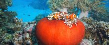 Anemone fish on the Great Barrier Reef