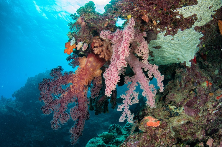 Giant Soft Corals
