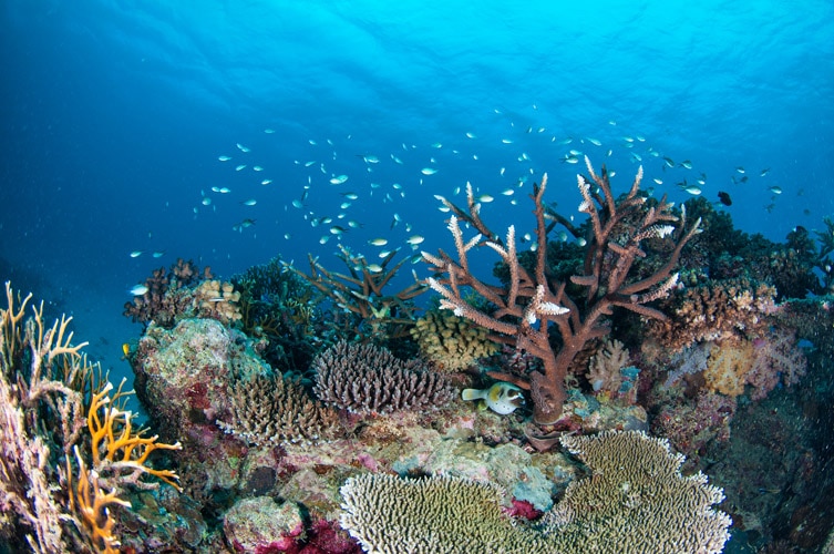 Plate Coral and Staghorn Coral