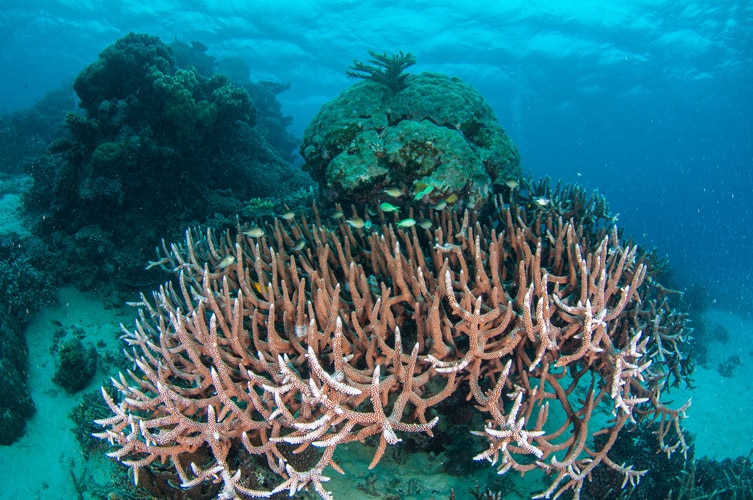 Staghorn Coral and reef Fish