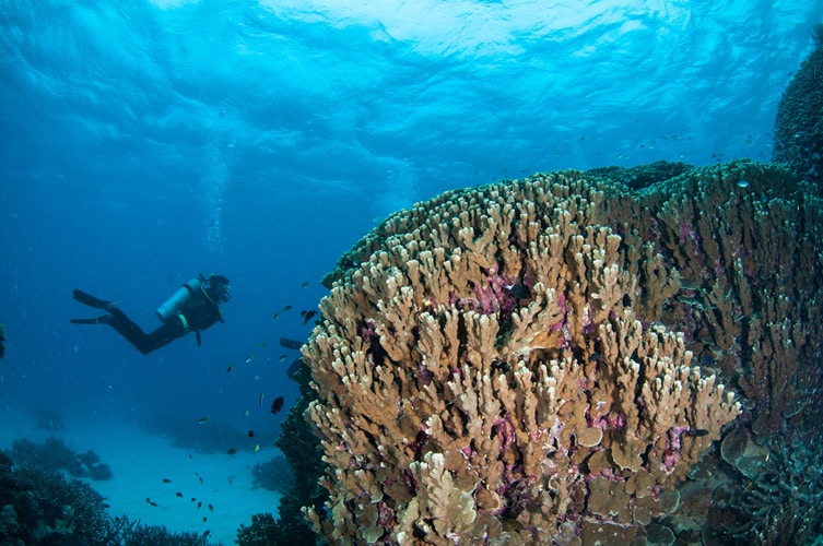 Giant Hard Corals
