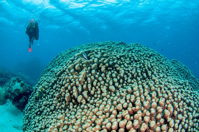 Giant Hard Corals